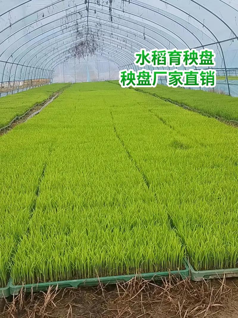 玉林插秧機育苗盤源頭廠家走過路過不要錯過,育苗盤和育秧盤廠家